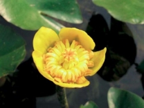 Mezi leknínovité rostliny ještě patří stulíky (Nuphar sp.). Stulíku se nejlépe daří v hluboké, ne však zcela stojaté vodě. Je to teplomilná (ale mrazuvzdorná) rostlina, která je původní i v naší přírodě. Mezi leknínovité rostliny ještě patří stulíky (Nuphar sp.). Stulíku se nejlépe daří v hluboké, ne však zcela stojaté vodě. Je to teplomilná (ale mrazuvzdorná) rostlina, která je původní i v naší přírodě.