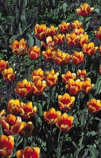 Tulipány Tulipány