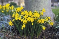 Trs žlutých narcisů u paty stromu. Trs žlutých narcisů u paty stromu.