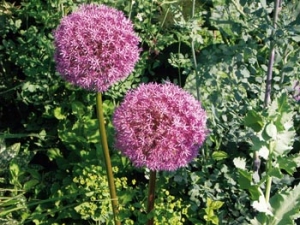Okrasným cibulovinám písčité půdy svědčí. Krásný česnek (Allium sphaerocephalon) sázejte do skupin v kombinaci se stříbřitě olistěnými trvalkami (například pelyněk - Artemisia). Okrasným cibulovinám písčité půdy svědčí. Krásný česnek (Allium sphaerocephalon) sázejte do skupin v kombinaci se stříbřitě olistěnými trvalkami (například pelyněk - Artemisia).