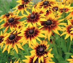Přestože se s ní v původním projektu nepočítá, najdeme ji v rozmanitém lučním trávníku: třapatka neboli rudbekie (Rudbeckia). Kvete od července až do října. Přestože se s ní v původním projektu nepočítá, najdeme ji v rozmanitém lučním trávníku: třapatka neboli rudbekie (Rudbeckia). Kvete od července až do října.