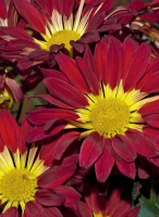 Chrysanthemum ´Milenco´. Chrysanthemum ´Milenco´.