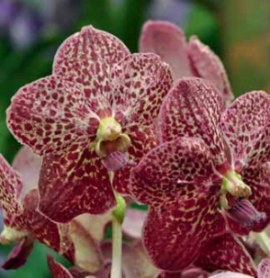 Hezký veselý skvrnitý kultivar Vanda 'Exotic Red' patří k nejnovějším odrůdám z Thajska. Hezký veselý skvrnitý kultivar Vanda 'Exotic Red' patří k nejnovějším odrůdám z Thajska.