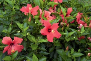 Hibiscus rosa-sinensis se pěstuje ve stovkách kultivarů. Hibiscus rosa-sinensis se pěstuje ve stovkách kultivarů.