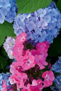 K létu patří plamenky (Phlox) a hortenzie. K létu patří plamenky (Phlox) a hortenzie.