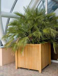 Často pěstovaná palma Chamaerops humilis dorůstá nejvýše 2m výšky, je ideální do nádob. Často pěstovaná palma Chamaerops humilis dorůstá nejvýše 2m výšky, je ideální do nádob.