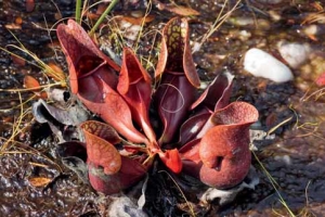 Nejodolnější druh špirlice nachová (Sarracenia purpurea) v přírodě roste až v Kanadě. Nejodolnější druh špirlice nachová (Sarracenia purpurea) v přírodě roste až v Kanadě.