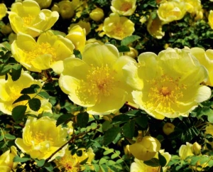 Růže Hugova (Rosa hugonis) je nádherně kvetoucí větší keř s obloukovitě převislými větvemi. Sluší mu to u zdí, pevných plotů i solitérně. Zlatá záplava květů někdy keř zcela zakryje. Růže Hugova (Rosa hugonis) je nádherně kvetoucí větší keř s obloukovitě převislými větvemi. Sluší mu to u zdí, pevných plotů i solitérně. Zlatá záplava květů někdy keř zcela zakryje.