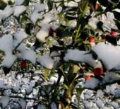 Celoročně krásná je cesmína obecná (Ilex aquifolium). Celoročně krásná je cesmína obecná (Ilex aquifolium).