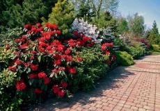 Rododendrony jsou hlavní chloubou majitele. Dováží je z celého světa. Své místo mají i u jezera nové zahrady. Rododendrony jsou hlavní chloubou majitele. Dováží je z celého světa. Své místo mají i u jezera nové zahrady.