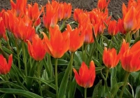 Tulipa greigii 'Orange Toronto' Tulipa greigii 'Orange Toronto'