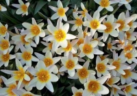 Tulipa fosteriana 'The First' Tulipa fosteriana 'The First'