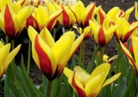 Tulipa fosteriana 'Ester Parade' Tulipa fosteriana 'Ester Parade'