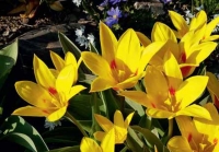 Tulipa kaufmanniana 'Giuseppe Verdi' Tulipa kaufmanniana 'Giuseppe Verdi'