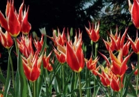 Tulipa × hybrid 'Double Focus' Tulipa × hybrid 'Double Focus'