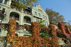 Přísavník (Parthenocissus) sluší novostavbám i secesi. Potřebuje však hodně prostoru, malý zahradní altánek by – obrazně řečeno – v krátké době obalil a pohltil. Přísavník (Parthenocissus) sluší novostavbám i secesi. Potřebuje však hodně prostoru, malý zahradní altánek by – obrazně řečeno – v krátké době obalil a pohltil.