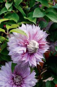 Plamének (Clematis) je skvělá liána ke křížení a šlechtění. Plnokvěté odrůdy, např. 'Clementine', působí elegantně a neobvykle. Plamének (Clematis) je skvělá liána ke křížení a šlechtění. Plnokvěté odrůdy, např. 'Clementine', působí elegantně a neobvykle.