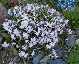 Ladoničky (Chionodoxa) se rozrůstají do větších trsů, pokud je ponecháte na vhodném místě několik let, tak vytvoří široký trs. Ladoničky (Chionodoxa) se rozrůstají do větších trsů, pokud je ponecháte na vhodném místě několik let, tak vytvoří široký trs.
