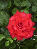 ´Grande Amore´ je typická velkokvětá růže dorůstající do 80 cm. ´Grande Amore´ je typická velkokvětá růže dorůstající do 80 cm.