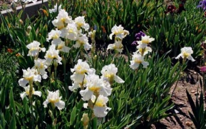 Skupina velkokvětých zahradních kosatců bradatých (Iris barbata elatior) odrůdy ’Sunday Chimes´. Skupina velkokvětých zahradních kosatců bradatých (Iris barbata elatior) odrůdy ’Sunday Chimes´.