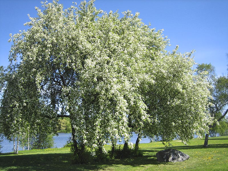 Obrázek z galerie