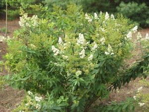 Spiraea cv. – tavolník Spiraea cv. – tavolník