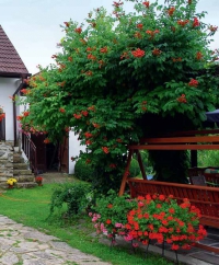 Aby byla zahrada stále pěkná, věnuje se jí denně asi dvě hodiny... Aby byla zahrada stále pěkná, věnuje se jí denně asi dvě hodiny...