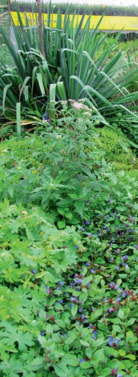 Vyšší barevně hezky sladěný porost travin, rozchodníku, kakostu, sadce, olověnce (Ceratostigma) a šanty se hodí do míst, kam nechodíme často. Vyšší barevně hezky sladěný porost travin, rozchodníku, kakostu, sadce, olověnce (Ceratostigma) a šanty se hodí do míst, kam nechodíme často.