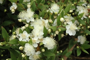 Keříky myrty (Myrtus communis) patří k velmi oblíbeným rostlinám. Větvičkami se zdobí svatebčané, květy i plody se v jižní Evropě používají jako koření. Keříky myrty (Myrtus communis) patří k velmi oblíbeným rostlinám. Větvičkami se zdobí svatebčané, květy i plody se v jižní Evropě používají jako koření.