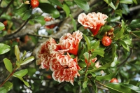 Granátovník (Punica granatum) ´Legrellei´ je nejen užitkový strom, ale i pěkný okrasný keř. Pěstuje se v různých kultivarech. Granátovník (Punica granatum) ´Legrellei´ je nejen užitkový strom, ale i pěkný okrasný keř. Pěstuje se v různých kultivarech.
