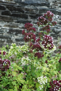 Dobromysl (Origanum) patří k základním kořením středomořské kuchyně a bývá i součástí některých směsí. Dobromysl (Origanum) patří k základním kořením středomořské kuchyně a bývá i součástí některých směsí.