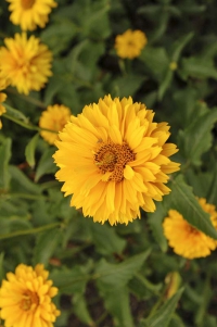 Janeba (Heliopsis) má velmi trvanlivé květy. Ve váze vydrží i dva týdny. Janeba (Heliopsis) má velmi trvanlivé květy. Ve váze vydrží i dva týdny.