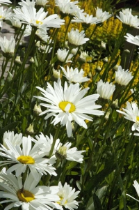 Hvězdnice velkokvětá (Chrysanthemum maximum) vyžaduje výživnou dostatečně vlhkou zahradní zem a slunné stanoviště. Hvězdnice velkokvětá (Chrysanthemum maximum) vyžaduje výživnou dostatečně vlhkou zahradní zem a slunné stanoviště.