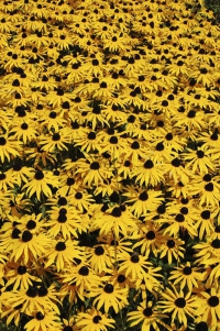 Třapatka (Rudbeckia fulgida) snese téměř jakékoliv prostředí a minimum péče. Hodí se k chatám, kapličkám, do veřejné zeleně i do pestrého záhonu letních trvalek. Třapatka (Rudbeckia fulgida) snese téměř jakékoliv prostředí a minimum péče. Hodí se k chatám, kapličkám, do veřejné zeleně i do pestrého záhonu letních trvalek.