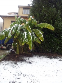 Po prvním mrazíku zasněžené basjo čeká na seříznutí. Po prvním mrazíku zasněžené basjo čeká na seříznutí.