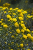 Hvězdnice zlatovlásek (Aster linosyris) je nenáročná rostlina teplých a slunných strání větší části Evropy. Hvězdnice zlatovlásek (Aster linosyris) je nenáročná rostlina teplých a slunných strání větší části Evropy.