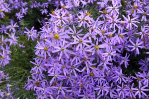 Bohatě kvetoucí hvězdnice tečkovaná (Aster punctatus) je doma v jižní Evropě, ale v teplejších oblastech u nás roste bez problémů. Bohatě kvetoucí hvězdnice tečkovaná (Aster punctatus) je doma v jižní Evropě, ale v teplejších oblastech u nás roste bez problémů.