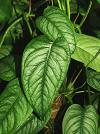 Monstera siltepecana je drobná liána s listy do 15 cm délky. V bytě prospívá dobře, ale svědčí jí vyšší vzdušná vlhkost. Monstera siltepecana je drobná liána s listy do 15 cm délky. V bytě prospívá dobře, ale svědčí jí vyšší vzdušná vlhkost.