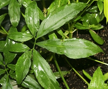 Dospělý list Syngonium auritum má jiný tvar a velikost než drobný střelovitý juvenilní list. Dospělý list Syngonium auritum má jiný tvar a velikost než drobný střelovitý juvenilní list.