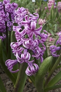 Hyacinty mohou mít květy růžové, fialové, bílé i žluté. Hyacinty mohou mít květy růžové, fialové, bílé i žluté.