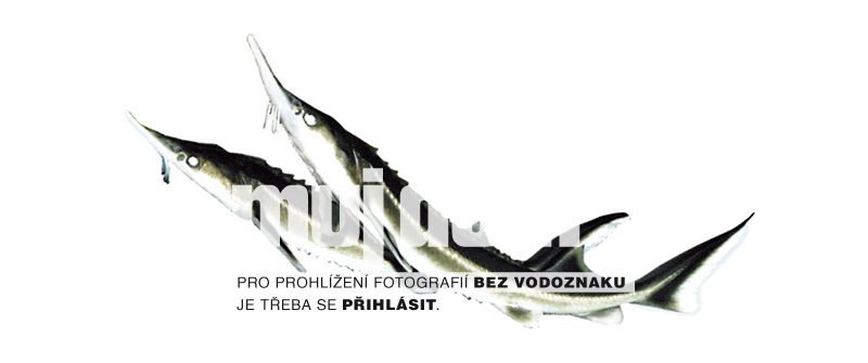 Obrázek z galerie