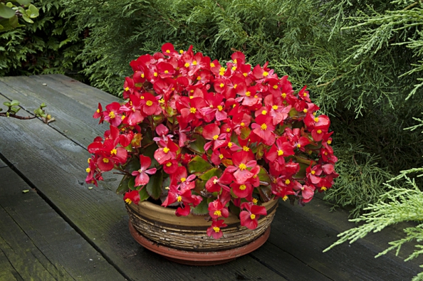 Begonia Semperflorens - hybrid Begonia Semperflorens - hybrid