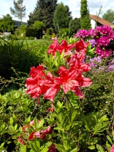 Romantický ráz zahrady navozují také azalky zářivě sytých barev, v tomto případě Rhododendron Knap Hill hybrid. Romantický ráz zahrady navozují také azalky zářivě sytých barev, v tomto případě Rhododendron Knap Hill hybrid.
