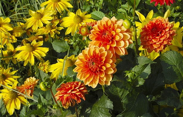 Dahlia Topaz Dahlia Topaz
