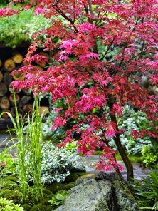 Acer palmatum ‘Deshojo‘ raší v sytě červeném odstínu. Později dospívající listy zezelenají, ale mladé lístečky jsou vždy červené. To přináší zajímavý efekt až do první poloviny léta. Acer palmatum ‘Deshojo‘ raší v sytě červeném odstínu. Později dospívající listy zezelenají, ale mladé lístečky jsou vždy červené. To přináší zajímavý efekt až do první poloviny léta.