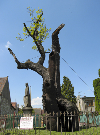 Obrázek z galerie
