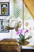 Nenáročnému druhu Phalaenopsis svědčí i velice skromné podmínky a díky tomu jsou na mnoho způsobů použitelné jako dekorace. Nenáročnému druhu Phalaenopsis svědčí i velice skromné podmínky a díky tomu jsou na mnoho způsobů použitelné jako dekorace.
