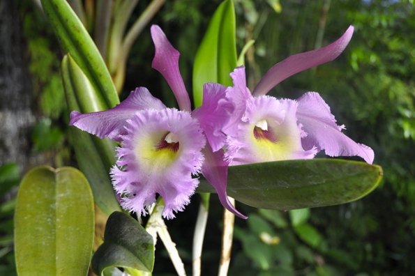 Únor a březen je obdobím hlavního kvetení orchidejí. Únor a březen je obdobím hlavního kvetení orchidejí.