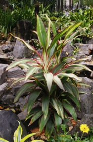 V Thajsku vyšlechtěné kultivary dračinky Cordyline fruticosa vynikají nádherně barevnými listy. V Thajsku vyšlechtěné kultivary dračinky Cordyline fruticosa vynikají nádherně barevnými listy.