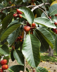 Nápadné červené plody mívá Ficus macrophylla. V přírodě je rozšířen na jihu Asie a severu Austrálie, pěstuje se však velmi často v parcích jižní Evropy. Nápadné červené plody mívá Ficus macrophylla. V přírodě je rozšířen na jihu Asie a severu Austrálie, pěstuje se však velmi často v parcích jižní Evropy.